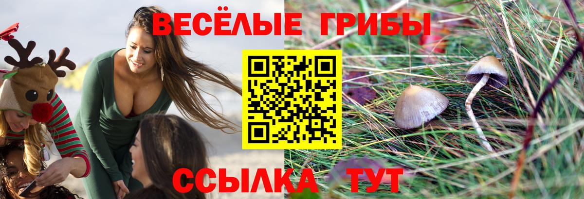 Галлюциногенные грибы Psilocybine cubensis Тихорецк